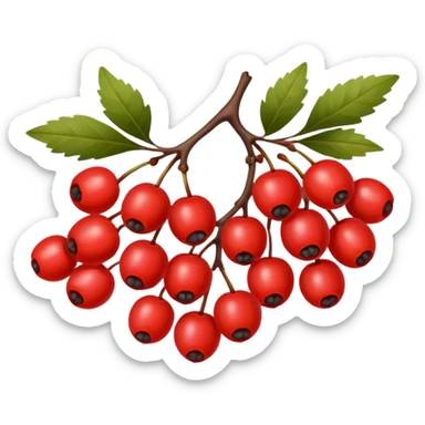 rowan/mountain ash berries, simple sticker