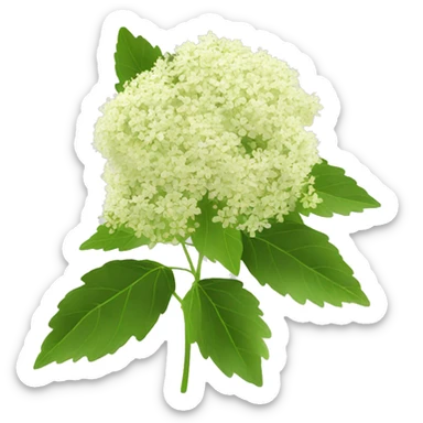 elderflower sticker
