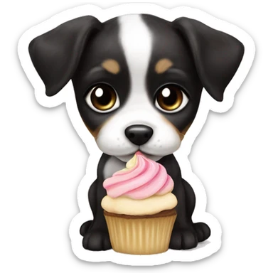 Cute big eyed Black and white girl teddy Roosevelt terrier puppy runt (no brown) eating a cupcake sticker