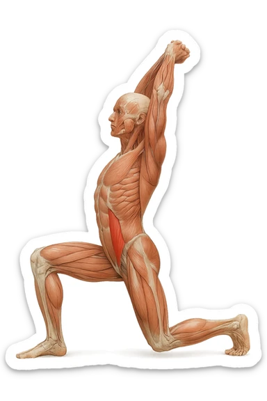 corpo umano anatomico realistico che fa stretching allungando il muscolo PSOAS, isolato su sfondo bianco sticker