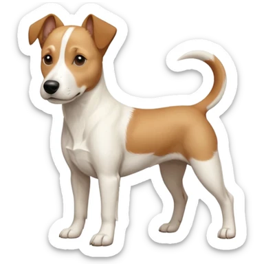 a full body facing front on of a buff white beagle cross jack russell terrier looking dog the size of a kelpie with light brown long ears resting on its face and a light brown patch above one eye and a large snout. the rest of the dog is completely white.  sticker