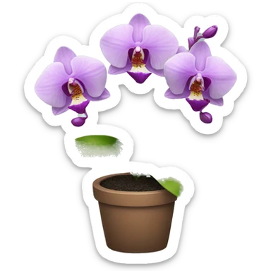 Orchid plant  sticker