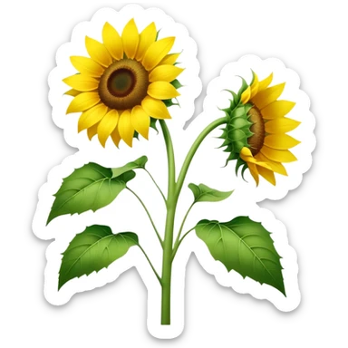 Sunflower, national flower of Ukraine sticker