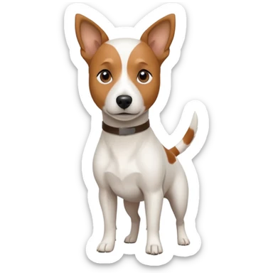 a fully white jack russell the size of a kelpie with a half white face sticker
