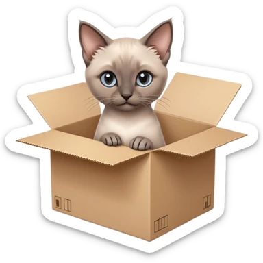  A very cute gery young kitten Siamese Cat cat with one's head tilted to one side poked its paws out of the cardboard big box and placed them on top of it sticker