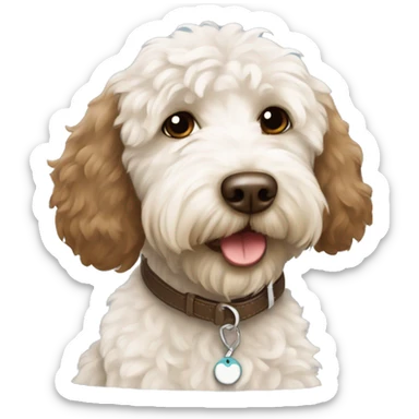 White and brown labradoodle with name tag labelled Ziggy sticker