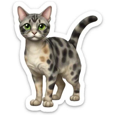 dilute maincoone tortie with green eyes full body sticker