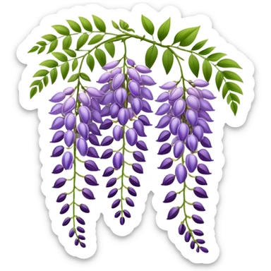 Elegant wisteria flower with cascading purple racemes hanging down and small green leaves sticker