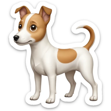 a full body white jack russel looking dog the size of a kelpie with light brown ears and a light brown patch on one eye, flopped down ears and a large snout sticker