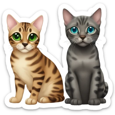 Seal Bengal cat with Blue eyes + charcoal Sepia bengal cat with Green eyes sit Next to each other  sticker