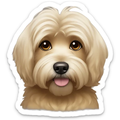 a cute havanese dog with gold light brown hair and sole blond hairs in the top half and the bottom half around where his nose starts black hair for his like “beard” and brown eyes and cute triangle ears that go down that are blond but black on the ends sticker