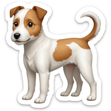 a full body large white parson russell terrier looking dog the size of a kelpie with light brown ears and a light brown patch on one eye and a large snout sticker
