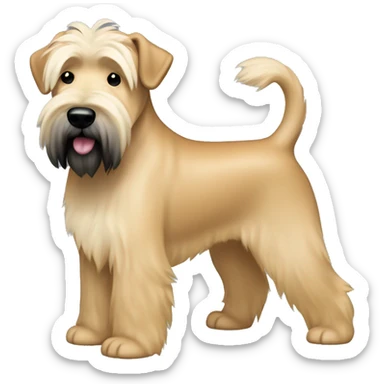Wheaten terrier with long lighter color hair, darker color ears and black chin sticker