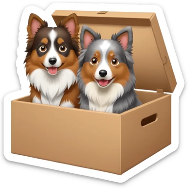 Shetland sheepdog and Australian shepherd in a box sticker