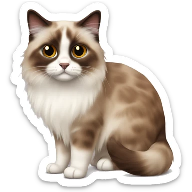 Ragdoll cat with chocolate point face sticker