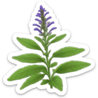 Salvia officinalis sticker