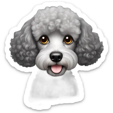 Perrita poodle gris con negro es rizada tiene los ojos café sticker