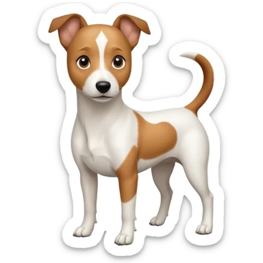 a full body white jack russel looking dog the size of a kelpie with light brown ears and a light brown patch on one eye and a large snout sticker