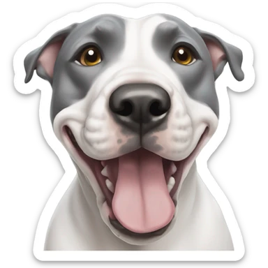 Grey Stafford shire bull terrier dog portrait with a spall white line between his eyes and a white chest sticker