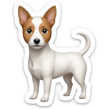 a fully white jack russell the size of a kelpie with a half white face sticker