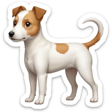 a full body slightly chubby white parson russell terrier looking dog the size of a kelpie with light brown long ears and a light brown patch on one eye and a large snout sticker