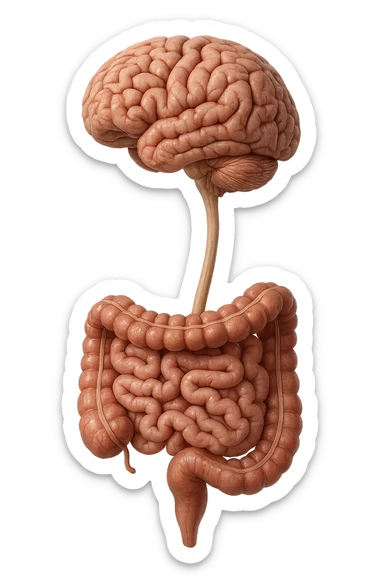 cervello e intestino umani collegati verticalmente, iperrealistico 4k sticker