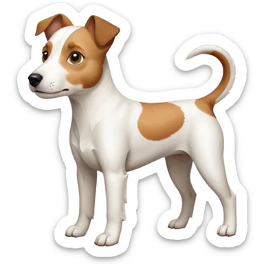 a full body large white parson russell terrier looking dog the size of a kelpie with light brown big ears and a light brown patch on one eye and a large snout sticker