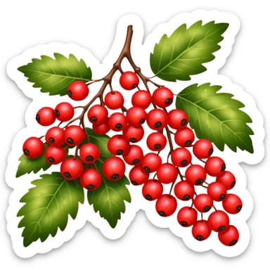 rowan/mountain ash berries sticker