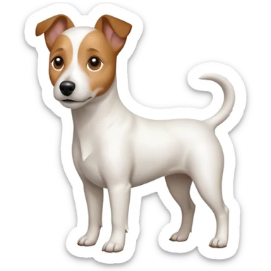 a full body white jack russel looking dog the size of a kelpie with light brown ears and a light brown patch on one eye and a large snout sticker