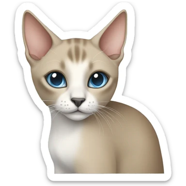 Thai breed cat with a light cream-brown body, dark gray nose and face, ears, and paws. sharp ears, and striking light blue eyes  sticker