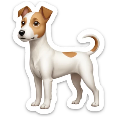 a full body large white parson russell terrier looking dog the size of a kelpie with light brown long ears and a light brown patch on one eye and a large snout sticker
