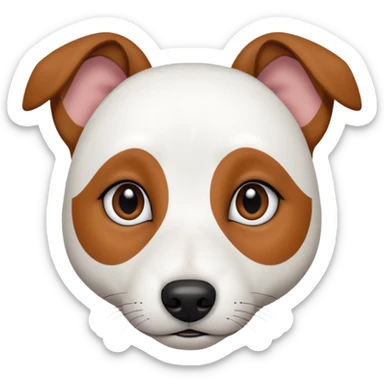 a fully white jack russell the size of a kelpie with a half white face sticker