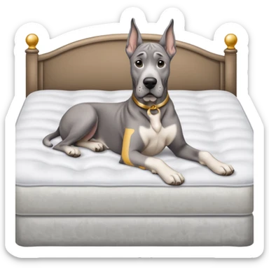 Gray Great Dane on king size mattress floppy ears white mattress  sticker