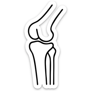 detailed medical illustration of knee bones and joint anatomy sticker