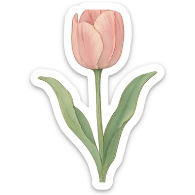 single soft pink tulip with watercolor petals, green stem, curved soft leaves, elegant hand-painted style in ghibli style sticker