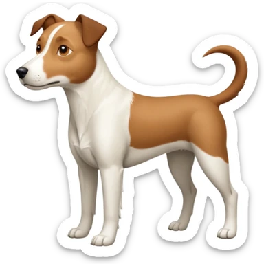 a full body large white parson russell looking dog the size of a kelpie with light brown ears and a light brown patch on one eye and a large snout sticker