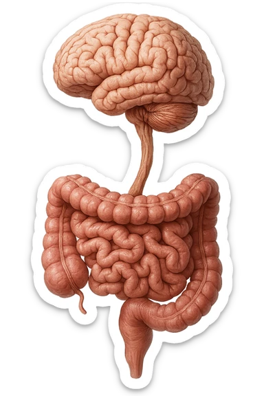 intestino e cervello sono collegati verticalmente, iperrealistico 4k sticker