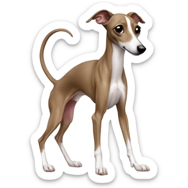 italian greyhound grabbing his tail sticker