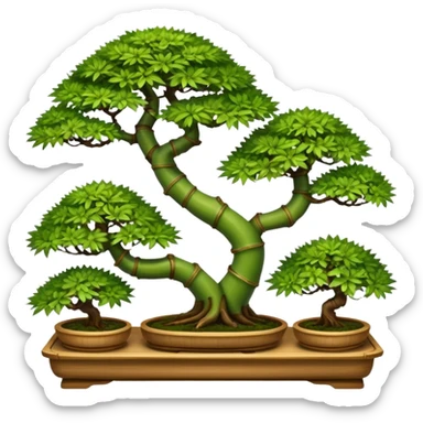 Tiered Twisted bamboo floor shelf unit stand displaying hair leaf maples and pine bonsai plants(in shallow bonsai pots)  sticker