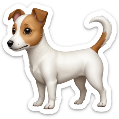 a full body white jack russel looking dog the size of a kelpie with light brown ears and a light brown patch on one eye, flopped down ears and a large snout sticker