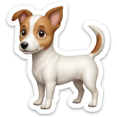 a full body white jack russel looking dog the size of a kelpie with light brown ears and a light brown patch on one eye, flopped down ears and a large snout sticker