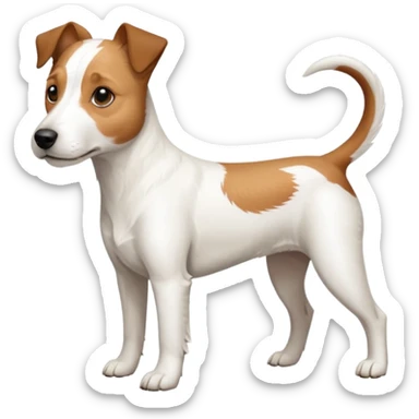 a full body large white parson russell terrier looking dog the size of a kelpie with light brown long ears and a light brown patch on one eye and a large snout sticker