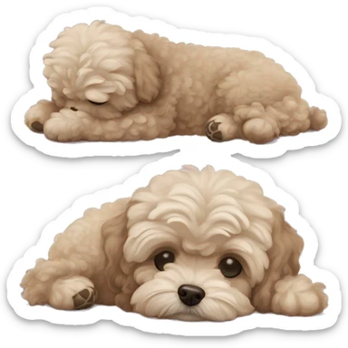 Old Dog maltipoo ash brown fur full body curled up sleeping  sticker