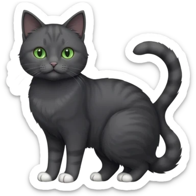 full body view of beautiful female solid dark grey cat with green eyes, white toes/paws and white patch on her chest sticker