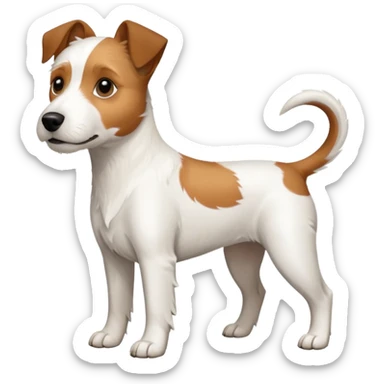 a full body large white parson russell terrier looking dog the size of a kelpie with light brown ears and a light brown patch on one eye and a large snout sticker