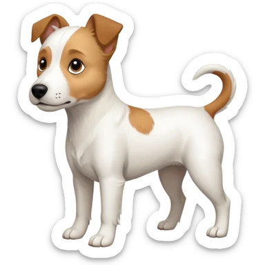 a full body slightly chubby white parson russell terrier looking dog the size of a kelpie with light brown long ears and a light brown patch on one eye and a large snout. the rest of the dog is completely whiteforward facing sticker