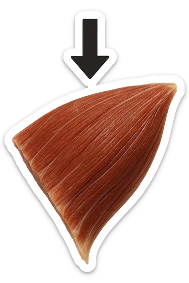 porzione di tessuto muscolare umano iperrealistico con freccia giù sticker