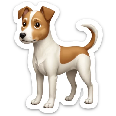 a full body large white parson russell looking dog the size of a kelpie with light brown flapped down ears and a light brown patch on one eye and a large snout sticker