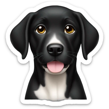 black labrador  female puppy with white chest sticker