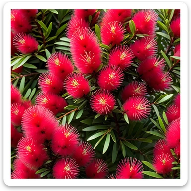 Cinematic Realistic Callistemon Emoji, Vibrant and striking, with spiky red flowers resembling a bottlebrush. The slender leaves create a fine backdrop to the bold blooms, while the plant exudes energy and vitality. Soft glowing outline, capturing the essence of strength, color, and natural beauty in a brilliant callistemon tree! sticker